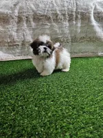 Tobby, a male Shih Tzu for sale in Chapel Hill, NC – Photo 9 of 9