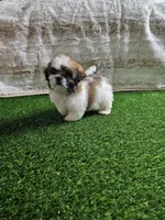 Tobby, a male Shih Tzu for sale in Chapel Hill, NC – Photo 8 of 9