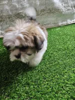 Tobby, a male Shih Tzu for sale in Chapel Hill, NC – Photo 6 of 9