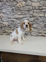 cocker Fem, a female Cocker Spaniel for sale in Chapel Hill, NC – Photo 3 of 10