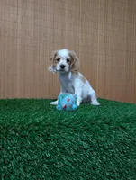 cocker Fem, a female Cocker Spaniel for sale in Chapel Hill, NC – Photo 8 of 10