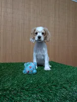 cocker Fem, a female Cocker Spaniel for sale in Chapel Hill, NC – Photo 5 of 10
