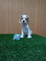 cocker Fem, a female Cocker Spaniel for sale in Chapel Hill, NC – Photo 1 of 10