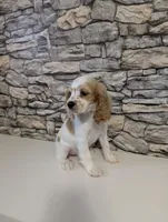 cocker Fem, a female Cocker Spaniel for sale in Chapel Hill, NC – Photo 6 of 10