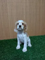 cocker Fem, a female Cocker Spaniel for sale in Chapel Hill, NC – Photo 7 of 10