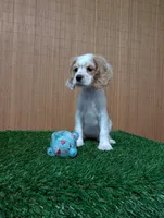 cocker Fem, a female Cocker Spaniel for sale in Chapel Hill, NC – Photo 10 of 10