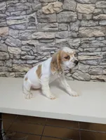 cocker Fem, a female Cocker Spaniel for sale in Chapel Hill, NC – Photo 2 of 10