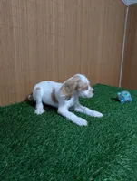 cocker Fem, a female Cocker Spaniel for sale in Chapel Hill, NC – Photo 9 of 10