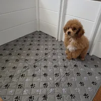 Nico, a male Poodle - Toy  for sale in Chapel Hill, NC – 3 of 9