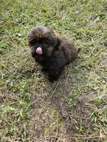 Brownie, a male Shih Tzu for sale in Chapel Hill, NC – Photo 10 of 10