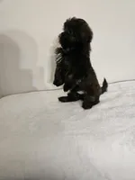 Brownie, a male Shih Tzu for sale in Chapel Hill, NC – Photo 5 of 10