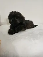 Brownie, a male Shih Tzu for sale in Chapel Hill, NC – Photo 6 of 10