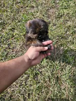 Brownie, a male Shih Tzu for sale in Chapel Hill, NC – Photo 8 of 10