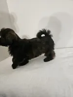 Brownie, a male Shih Tzu for sale in Chapel Hill, NC – Photo 7 of 10