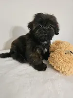 Brownie, a male Shih Tzu for sale in Chapel Hill, NC – Photo 4 of 10