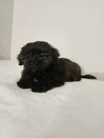 Brownie, a male Shih Tzu for sale in Chapel Hill, NC – Photo 2 of 10