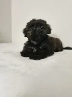 Brownie, a male Shih Tzu for sale in Chapel Hill, NC – Photo 1 of 10