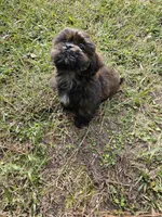 Brownie, a male Shih Tzu for sale in Chapel Hill, NC – Photo 9 of 10