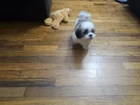 Malshi 1, a male Mal Shi for sale in Chapel Hill, NC – Photo 3 of 8