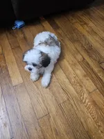 Malshi 1, a male Mal Shi for sale in Chapel Hill, NC – Photo 8 of 8