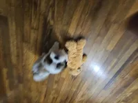 Malshi 1, a male Mal Shi for sale in Chapel Hill, NC – Photo 7 of 8