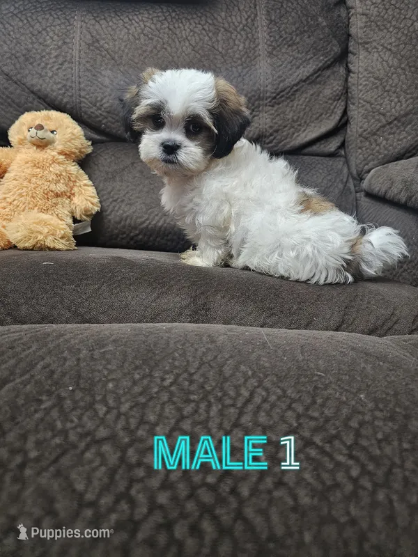 Malshi 1, a male Mal Shi for sale in Chapel Hill, NC – Photo 1 of 8