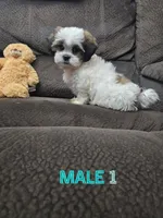 Malshi 1, a male Mal Shi for sale in Chapel Hill, NC – Photo 1 of 8