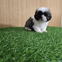 shih-tzu tricolor, a male Shih Tzu for sale in Chapel Hill, NC – Photo 4 of 10
