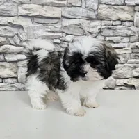 shih-tzu tricolor, a male Shih Tzu for sale in Chapel Hill, NC – Photo 9 of 10