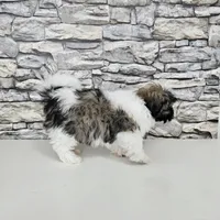 shih-tzu tricolor, a male Shih Tzu for sale in Chapel Hill, NC – Photo 3 of 10