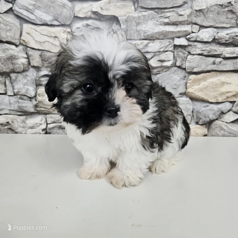 shih-tzu tricolor