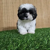 shih-tzu tricolor, a male Shih Tzu for sale in Chapel Hill, NC – Photo 5 of 10