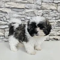 shih-tzu tricolor, a male Shih Tzu for sale in Chapel Hill, NC – Photo 8 of 10