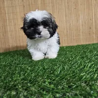 shih-tzu tricolor, a male Shih Tzu for sale in Chapel Hill, NC – Photo 2 of 10