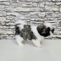 shih-tzu tricolor, a male Shih Tzu for sale in Chapel Hill, NC – Photo 10 of 10