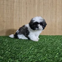 shih-tzu tricolor, a male Shih Tzu for sale in Chapel Hill, NC – Photo 7 of 10