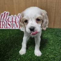 cocker fem1, a female Cocker Spaniel for sale in Chapel Hill, NC – Photo 2 of 5
