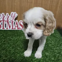 cocker fem1, a female Cocker Spaniel for sale in Chapel Hill, NC – Photo 3 of 5