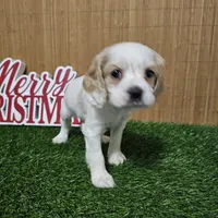 cocker fem1, a female Cocker Spaniel for sale in Chapel Hill, NC – Photo 4 of 5