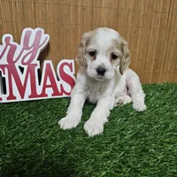 cocker fem1, a female Cocker Spaniel for sale in Chapel Hill, NC – Photo 1 of 5