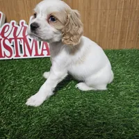 cocker fem1, a female Cocker Spaniel for sale in Chapel Hill, NC – Photo 5 of 5