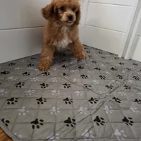 Nico, a male Poodle - Toy  for sale in Chapel Hill, NC – 9 of 9