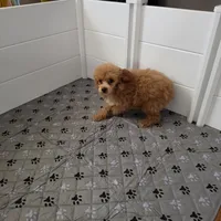 Nico, a male Poodle - Toy  for sale in Chapel Hill, NC – 5 of 9