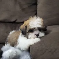 Rocco, a male Shih Tzu for sale in Chapel Hill, NC – Photo 4 of 10