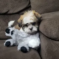 Rocco, a male Shih Tzu for sale in Chapel Hill, NC – Photo 2 of 10