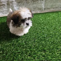 Rocco, a male Shih Tzu for sale in Chapel Hill, NC – Photo 3 of 10