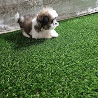 Rocco, a male Shih Tzu for sale in Chapel Hill, NC – Photo 6 of 10