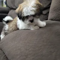 Rocco, a male Shih Tzu for sale in Chapel Hill, NC – Photo 1 of 10