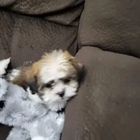 Rocco, a male Shih Tzu for sale in Chapel Hill, NC – Photo 5 of 10