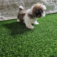 Rocco, a male Shih Tzu for sale in Chapel Hill, NC – Photo 10 of 10